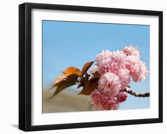 Beautiful Cherry Tree Flowers, Pink Bloom, Spring Flowers Background, Spring Cherry Blossoms-Artnature-Framed Photographic Print