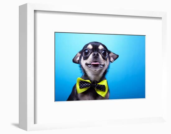 Beautiful Chihuahua Dog with Bow-Tie. Animal Portrait. Chihuahua Dog in Stylish Clothes. Blue Backg-null-Framed Photographic Print