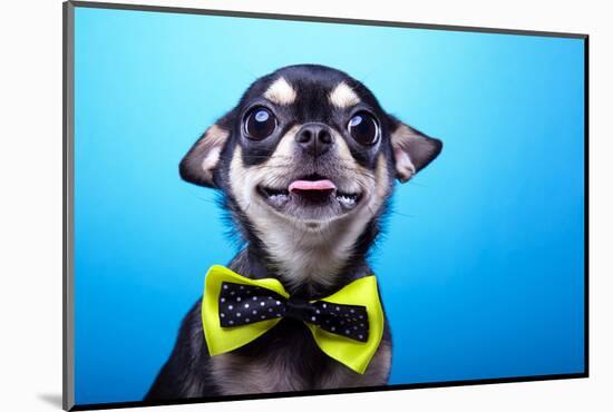 Beautiful Chihuahua Dog with Bow-Tie. Animal Portrait. Chihuahua Dog in Stylish Clothes. Blue Backg-null-Mounted Photographic Print