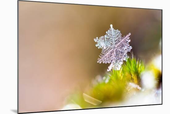 Beautiful close up Image of a Snowflake on the Ground in Nature-Dennis van de Water-Mounted Photographic Print