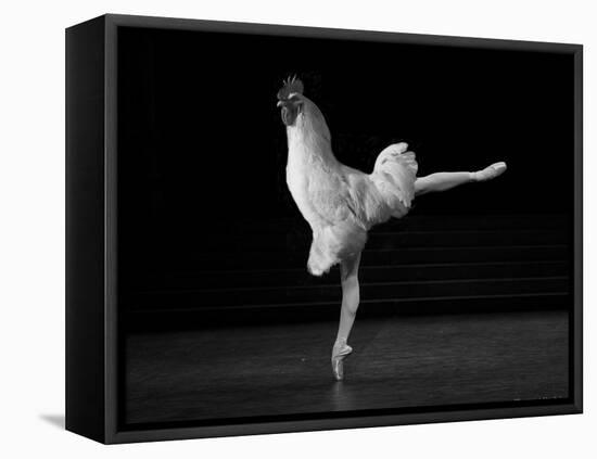 Beautiful Cock-Thomas Barbey-Framed Premier Image Canvas