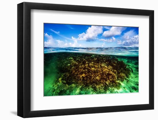 Beautiful Coral Garden Underwater, Diving on Maldives, Blue Cloudy Sky, Turquoise Water, Luxury Sum-Anna Omelchenko-Framed Photographic Print