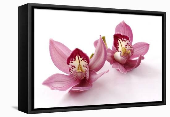 Beautiful Couple Pink Orchid Blossoms Isolated on a White-Apollofoto-Framed Premier Image Canvas