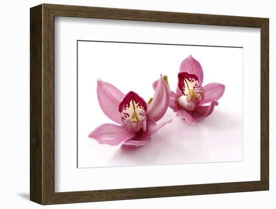 Beautiful Couple Pink Orchid Blossoms Isolated on a White-Apollofoto-Framed Photographic Print