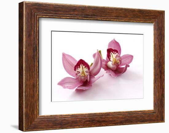 Beautiful Couple Pink Orchid Blossoms Isolated on a White-Apollofoto-Framed Photographic Print