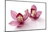 Beautiful Couple Pink Orchid Blossoms Isolated on a White-Apollofoto-Mounted Photographic Print