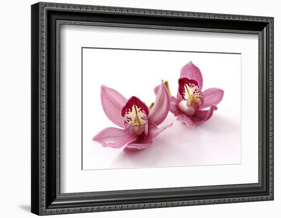 Beautiful Couple Pink Orchid Blossoms Isolated on a White-Apollofoto-Framed Photographic Print