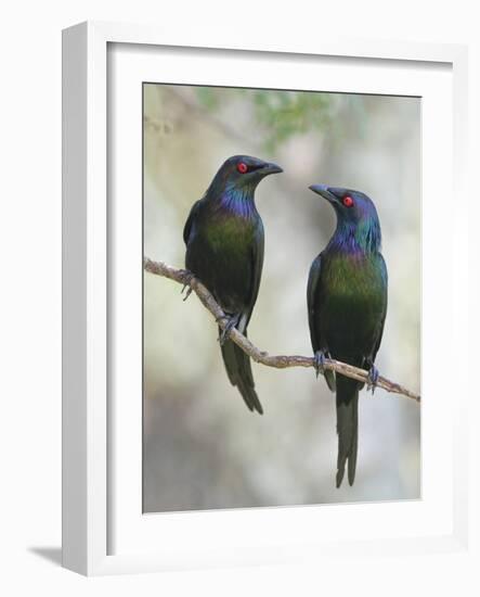 Beautiful Couple-Jacqueline Hammer-Framed Photographic Print