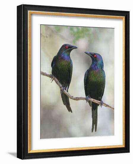 Beautiful Couple-Jacqueline Hammer-Framed Photographic Print