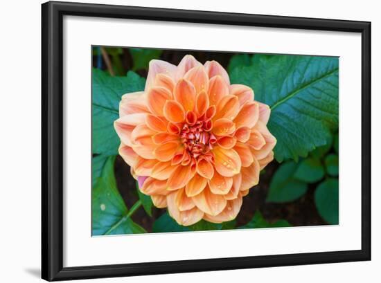 Beautiful Dahlia Flower and Water Drop in Garden-luckypic-Framed Photographic Print