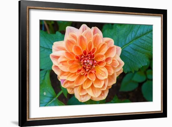 Beautiful Dahlia Flower and Water Drop in Garden-luckypic-Framed Photographic Print