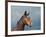 Beautiful Dark Bay Arabian Horse Against Stormy Skies-Sari ONeal-Framed Photographic Print