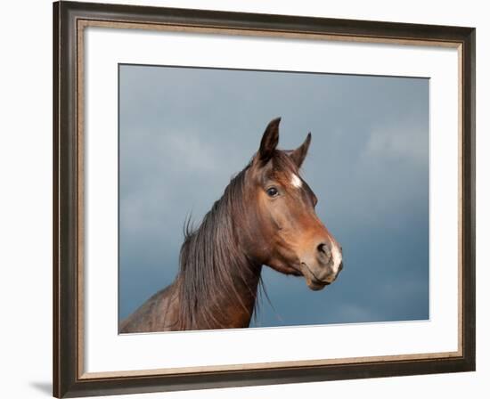 Beautiful Dark Bay Arabian Horse Against Stormy Skies-Sari ONeal-Framed Photographic Print