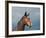 Beautiful Dark Bay Arabian Horse Against Stormy Skies-Sari ONeal-Framed Photographic Print