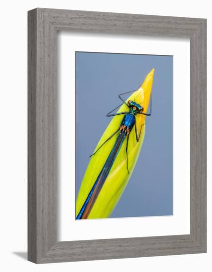 Beautiful demoiselle damselfly resting on Yellow iris, UK-Ross Hoddinott-Framed Photographic Print