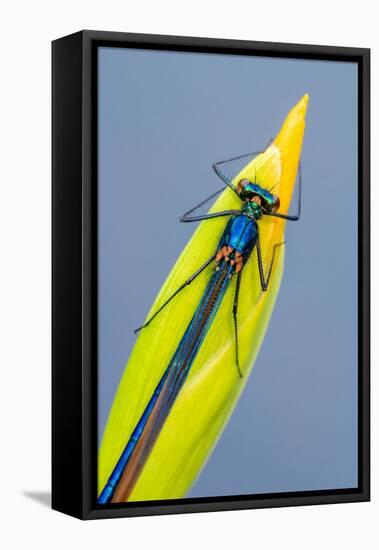 Beautiful demoiselle damselfly resting on Yellow iris, UK-Ross Hoddinott-Framed Premier Image Canvas