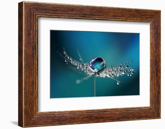 Beautiful Dew Drops on a Dandelion Seed Macro. Beautiful Soft Light Blue and Violet Background. Wat-Laura Pashkevich-Framed Photographic Print