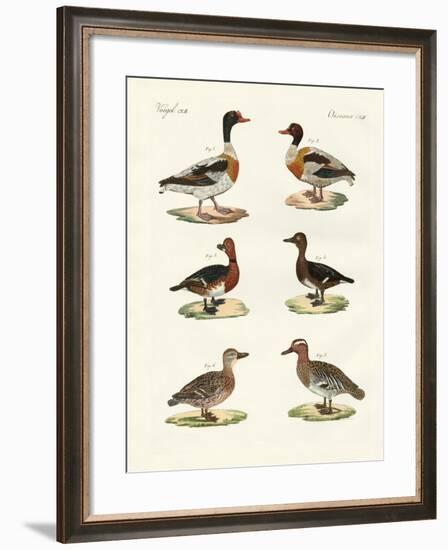 Beautiful Ducks-null-Framed Giclee Print