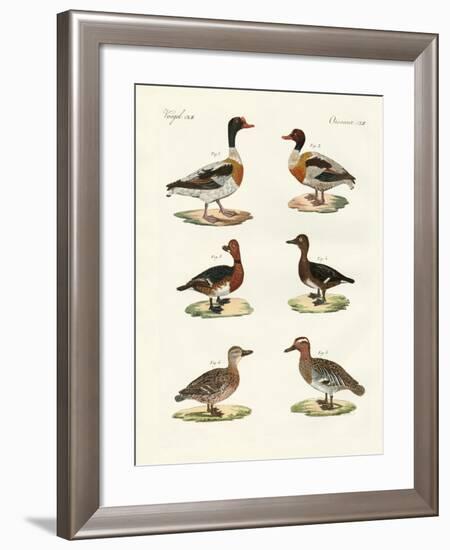 Beautiful Ducks-null-Framed Giclee Print