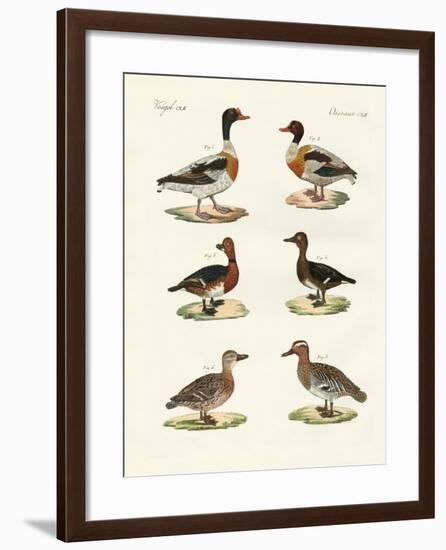 Beautiful Ducks-null-Framed Giclee Print