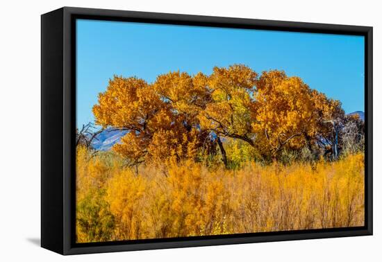 Beautiful Fall Foliage on Cottonwood Trees along the Rio Grande River in New Mexico.-Richard McMillin-Framed Premier Image Canvas