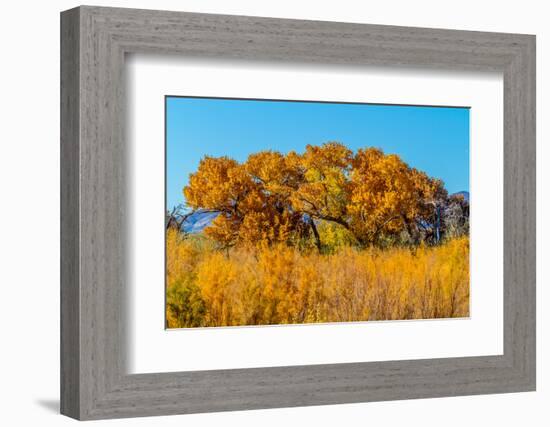 Beautiful Fall Foliage on Cottonwood Trees along the Rio Grande River in New Mexico.-Richard McMillin-Framed Photographic Print