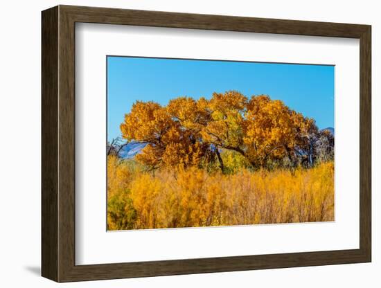 Beautiful Fall Foliage on Cottonwood Trees along the Rio Grande River in New Mexico.-Richard McMillin-Framed Photographic Print