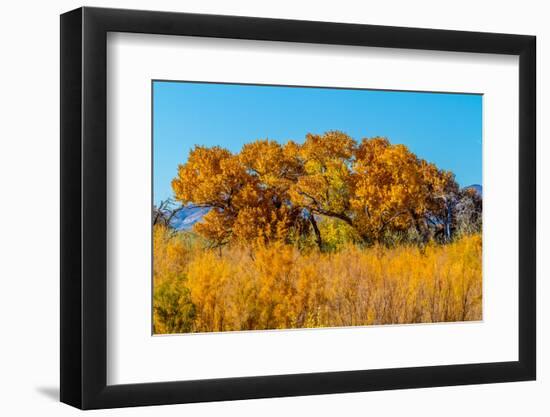 Beautiful Fall Foliage on Cottonwood Trees along the Rio Grande River in New Mexico.-Richard McMillin-Framed Photographic Print