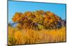 Beautiful Fall Foliage on Cottonwood Trees along the Rio Grande River in New Mexico.-Richard McMillin-Mounted Photographic Print