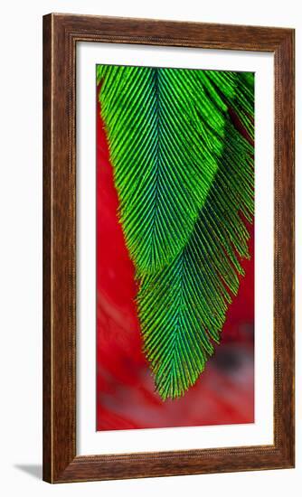 Beautiful Feathers of the Resplendent Quetzal-Darrell Gulin-Framed Photographic Print