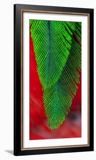 Beautiful Feathers of the Resplendent Quetzal-Darrell Gulin-Framed Photographic Print
