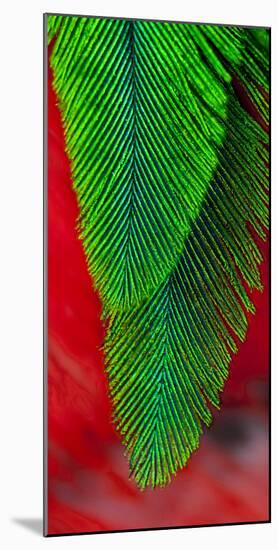 Beautiful Feathers of the Resplendent Quetzal-Darrell Gulin-Mounted Photographic Print