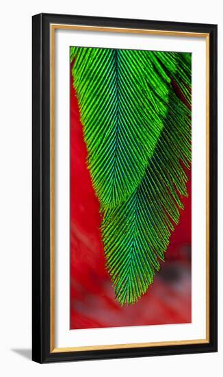 Beautiful Feathers of the Resplendent Quetzal-Darrell Gulin-Framed Photographic Print