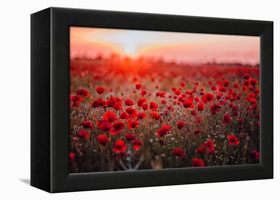 Beautiful Field of Red Poppies in the Sunset Light. Russia, Crimea-null-Framed Premier Image Canvas