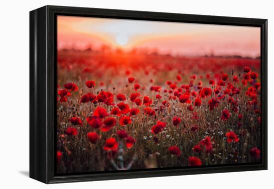 Beautiful Field of Red Poppies in the Sunset Light. Russia, Crimea-null-Framed Premier Image Canvas