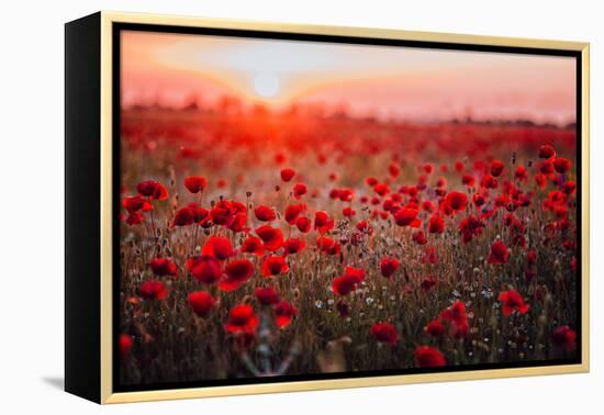 Beautiful Field of Red Poppies in the Sunset Light. Russia, Crimea-null-Framed Premier Image Canvas