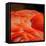 Beautiful Flamingo-behindlens-Framed Stretched Canvas