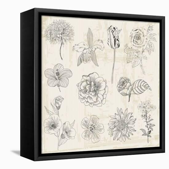 Beautiful Floral Elements - Hand Drawn Retro Flowers, Leaves - in Vector-woodhouse-Framed Stretched Canvas