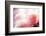 Beautiful Flowers Made with Color Filters-Timofeeva Maria-Framed Photographic Print