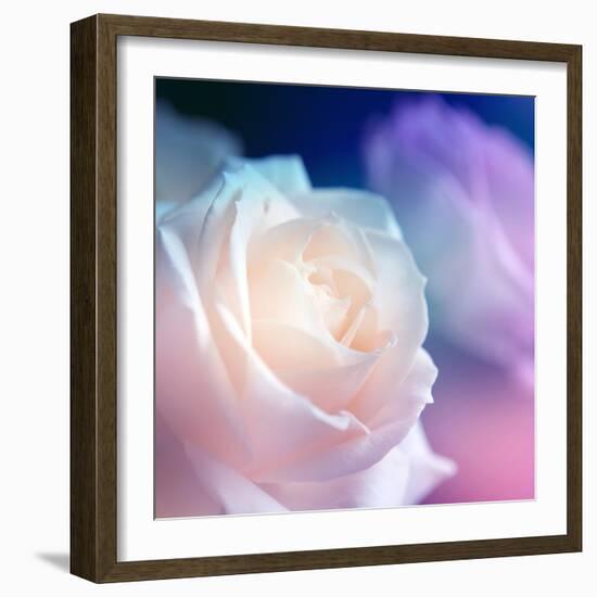 Beautiful Flowers Made with Color Filters-Timofeeva Maria-Framed Photographic Print