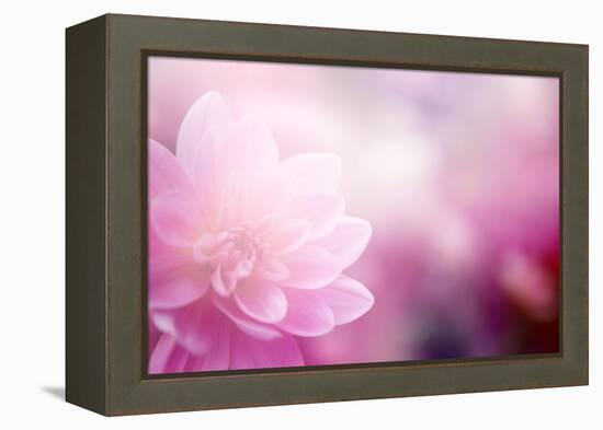 Beautiful Flowers Made with Color Filters-Timofeeva Maria-Framed Stretched Canvas