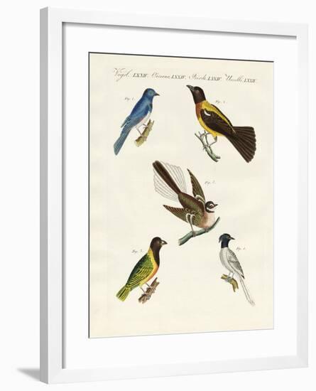 Beautiful Foreign Birds-null-Framed Giclee Print