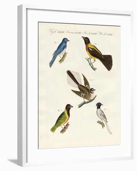 Beautiful Foreign Birds-null-Framed Giclee Print
