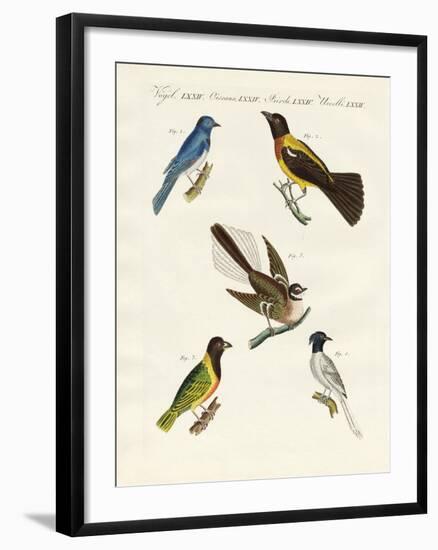 Beautiful Foreign Birds-null-Framed Giclee Print