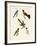 Beautiful Foreign Birds-null-Framed Giclee Print