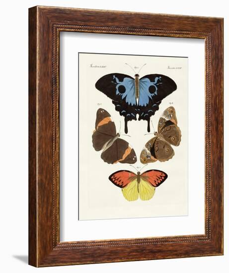 Beautiful Foreign Butterflies-null-Framed Giclee Print