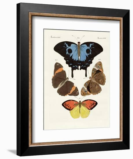 Beautiful Foreign Butterflies-null-Framed Giclee Print