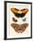 Beautiful Foreign Butterflies-null-Framed Giclee Print