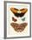 Beautiful Foreign Butterflies-null-Framed Giclee Print