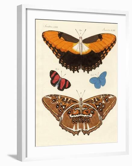 Beautiful Foreign Butterflies-null-Framed Giclee Print